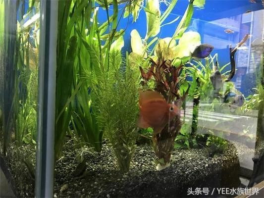 廣饒縣義烏小商品批發市場永杰水族飾品店（廣饒義烏小商品批發市場電話）