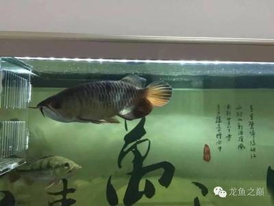 伊春市伊春區光明城森森水族中廳精品屋（伊春森工地址）