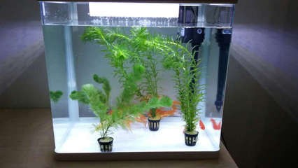 銀龍魚(yú)爛尾爛鰭怎么辦（銀龍魚(yú)爛尾爛鰭怎么辦圖片）