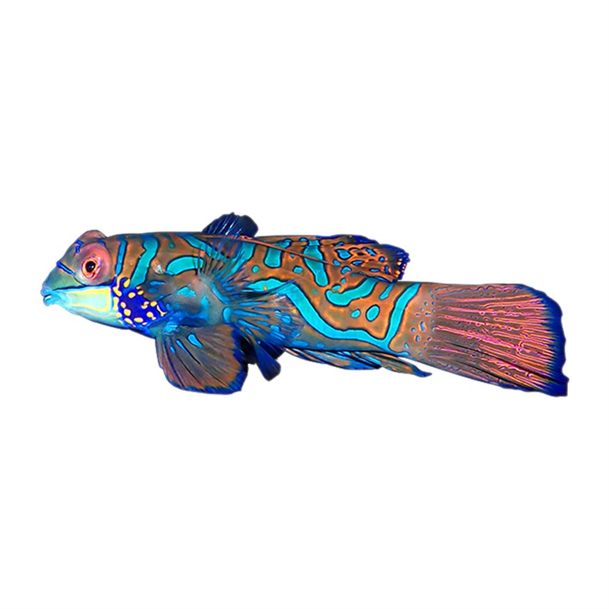 50cm銀龍魚價格多少錢一條圖片(100cm銀龍魚價格多少錢一只)