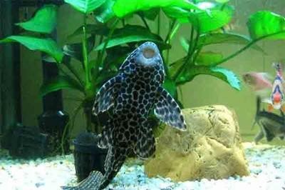 魚缸過濾器選購指南:自制魚缸過濾器魚缸上置過濾器對于養(yǎng)魚愛好者的必備知識 銀龍魚喂食頻率(銀龍魚喂食頻率是多少) 銀龍魚百科 銀龍魚喂食頻率(銀龍魚喂食頻率是多少) 銀龍魚喂食頻率(銀龍魚喂食頻率是多少) 銀龍魚百科