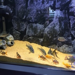 銀龍魚飼養方法及注意事項圖片（銀龍魚的飼養方法）