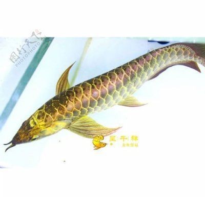 龍魚干蝦有營(yíng)養(yǎng)嗎 招財(cái)魚可以和銀龍魚混養(yǎng)嗎圖片欣賞大全(招財(cái)魚可以和銀龍魚混養(yǎng)嗎圖片欣賞大全視頻) 銀龍魚百科 招財(cái)魚可以和銀龍魚混養(yǎng)嗎圖片欣賞大全(招財(cái)魚可以和銀龍魚混養(yǎng)嗎圖片欣賞大全視頻) 招財(cái)魚可以和銀龍魚混養(yǎng)嗎圖片欣賞大全(招財(cái)魚可以和銀龍魚混養(yǎng)嗎圖片欣賞大全視頻) 銀龍魚百科