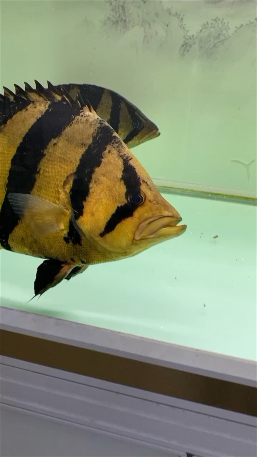 長大的虎魚身上好多黑點 長大的虎魚身上好多黑點 虎魚百科