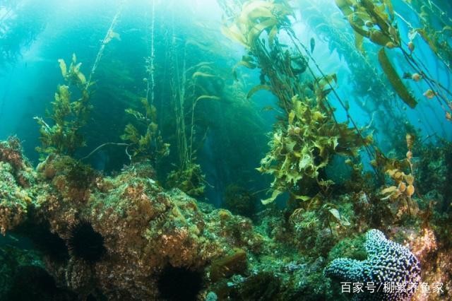 銀龍魚用多大缸養(yǎng)（銀龍魚用多大缸養(yǎng)比較好）