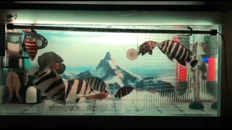 喜歡虎魚還不快快靠過來