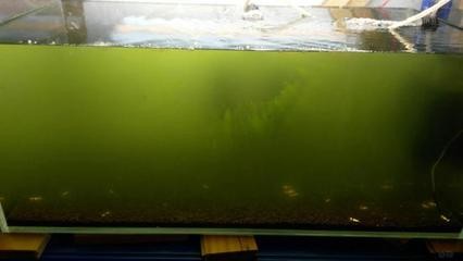 濮陽市華龍區中原花卉八方來財水族會所(濮陽市華龍區中原花卉八方來財水族會所電話) 全國水族館企業名錄 第1張 濮陽市華龍區中原花卉八方來財水族會所(濮陽市華龍區中原花卉八方來財水族會所電話) 濮陽市華龍區中原花卉八方來財水族會所(濮陽市華龍區中原花卉八方來財水族會所電話) 全國水族館企業名錄 第1張