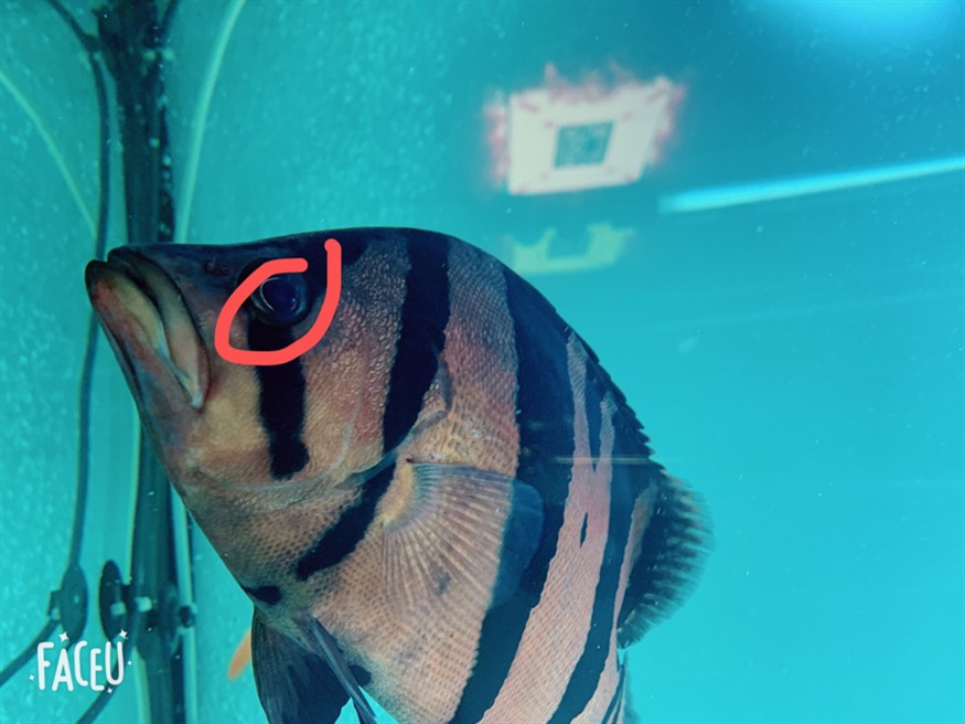 請各位幫忙看下這虎魚眼睛是怎么了 請各位幫忙看下這虎魚眼睛是怎么了 虎魚百科 第2張