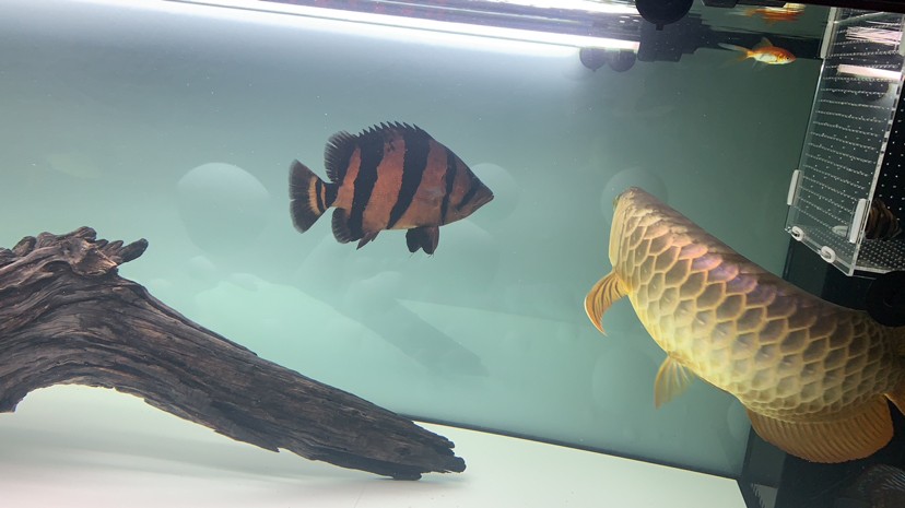 請各位幫忙看下這虎魚眼睛是怎么了 請各位幫忙看下這虎魚眼睛是怎么了 虎魚百科 第3張