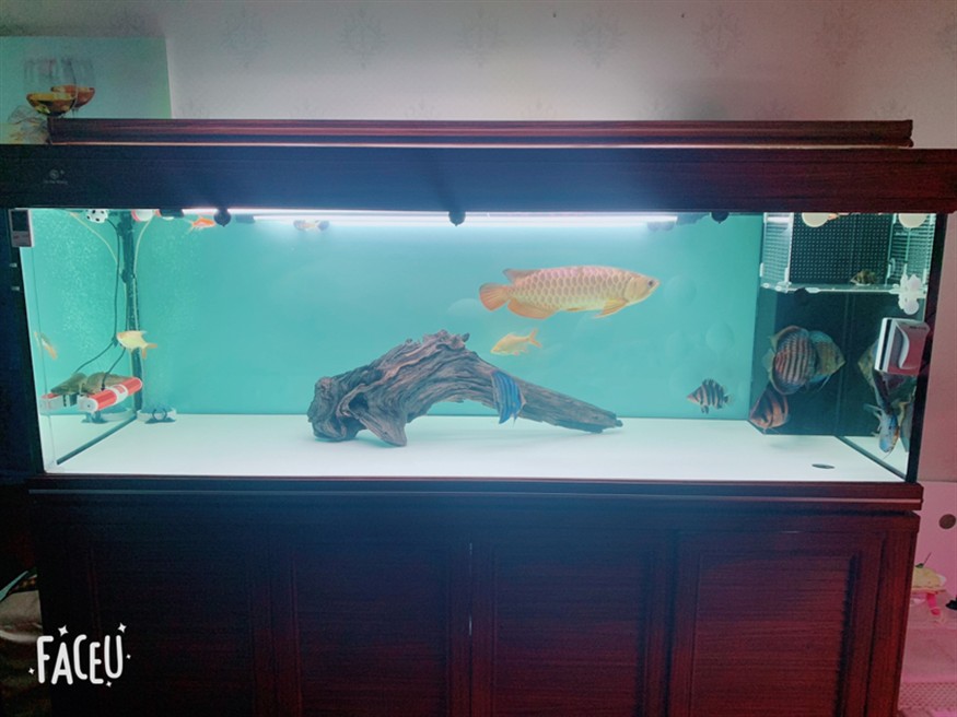 請各位幫忙看下這虎魚眼睛是怎么了 請各位幫忙看下這虎魚眼睛是怎么了 虎魚百科 第4張