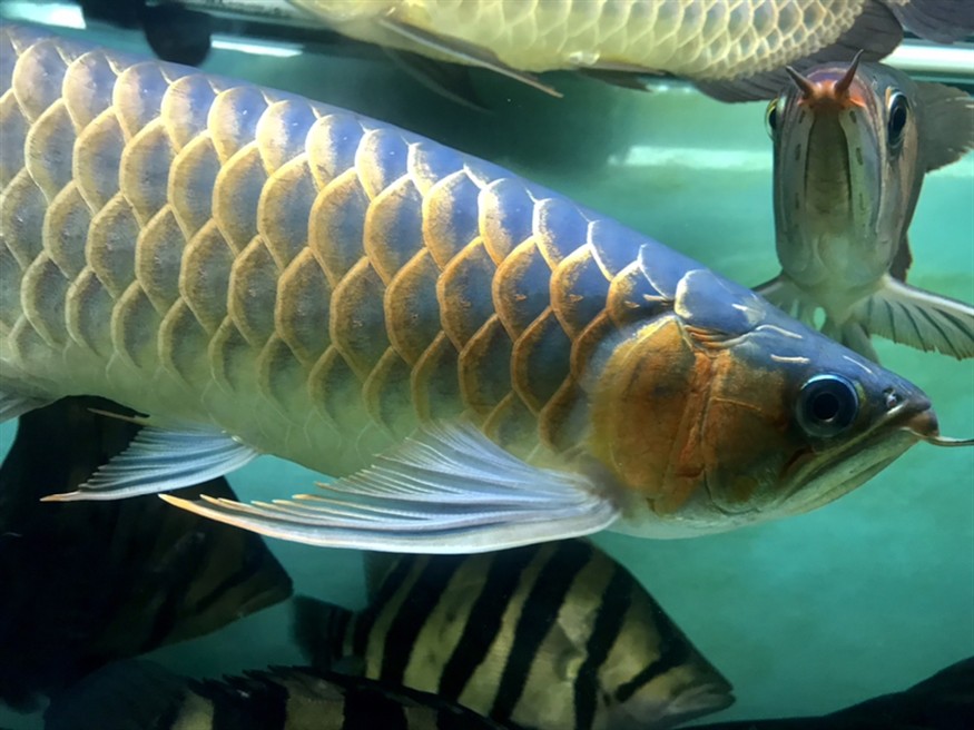 半夜里的虎魚、龍魚 半夜里的虎魚、龍魚 虎魚百科 第3張