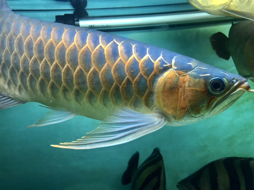 半夜里的虎魚、龍魚 半夜里的虎魚、龍魚 虎魚百科 第4張