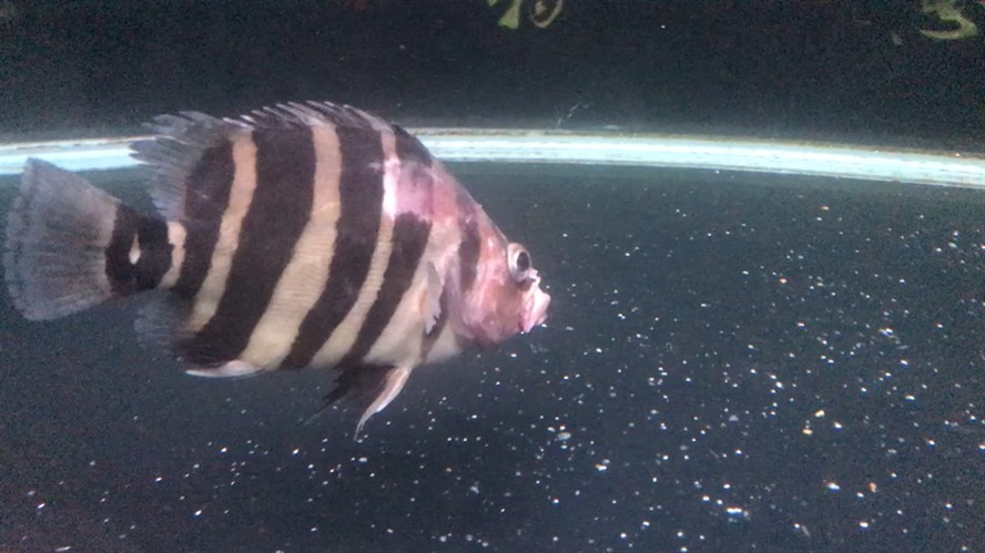 各位大神這小虎魚是怎么回事