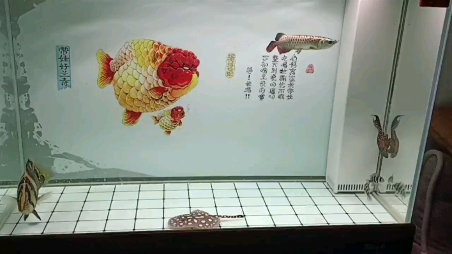 虎魚打龍魚有什么辦法制止嗎？