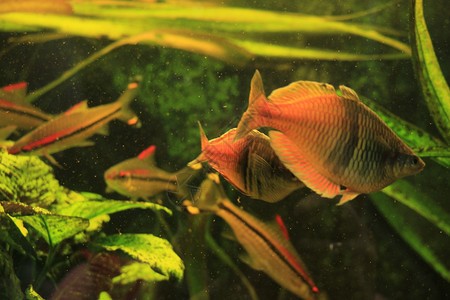 銀龍魚孵化多長時(shí)間 銀龍魚孵化多長時(shí)間 銀龍魚百科