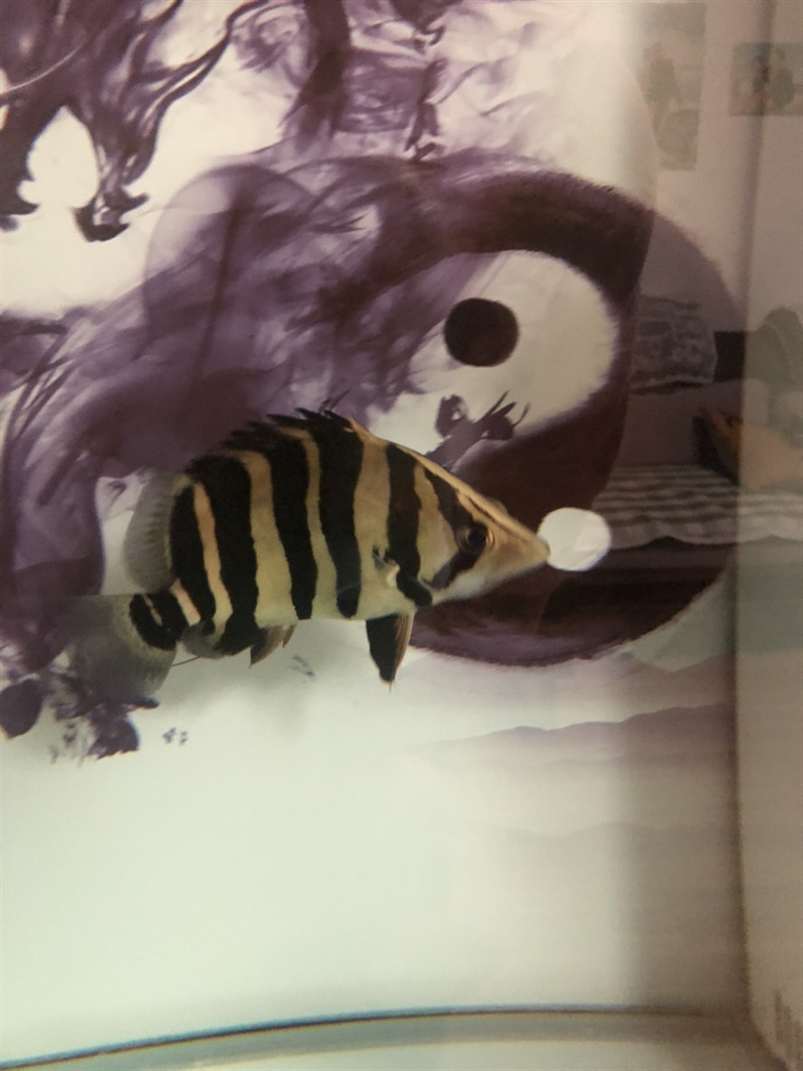 想問大神我這是虎魚什么品種品相怎么
