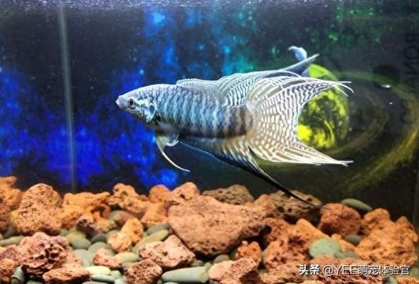 丹東市元寶區(qū)水之韻水族精品店（丹東市元寶區(qū)水之韻水族精品店電話）