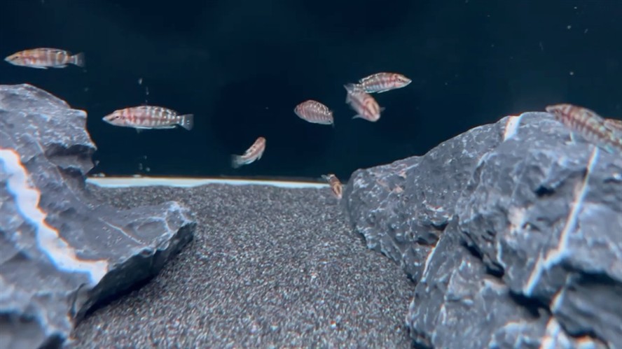 三湖虎魚坦雕魚苗黑噴虎金頭虎