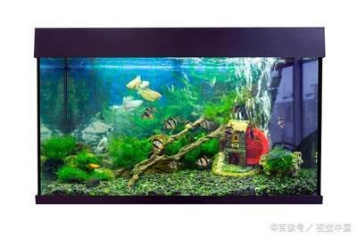 翹嘴魚是不是銀龍魚的一種呢（翹嘴魚是不是銀龍魚的一種呢圖片）