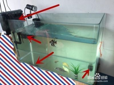 湖州楊家埠鎮(zhèn)龍軒水族商行（湖州楊家埠鎮(zhèn)龍軒水族商行電話） 湖州楊家埠鎮(zhèn)龍軒水族商行（湖州楊家埠鎮(zhèn)龍軒水族商行電話） 全國(guó)水族館企業(yè)名錄 第1張
