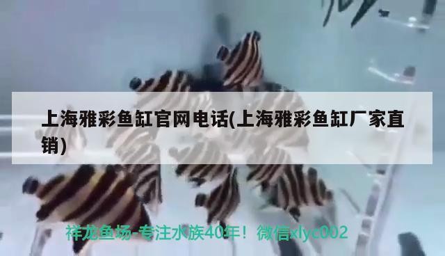 龍魚虎魚混養(yǎng)視頻播放大全集（龍魚虎魚混養(yǎng)視頻播放大全集免費觀看）