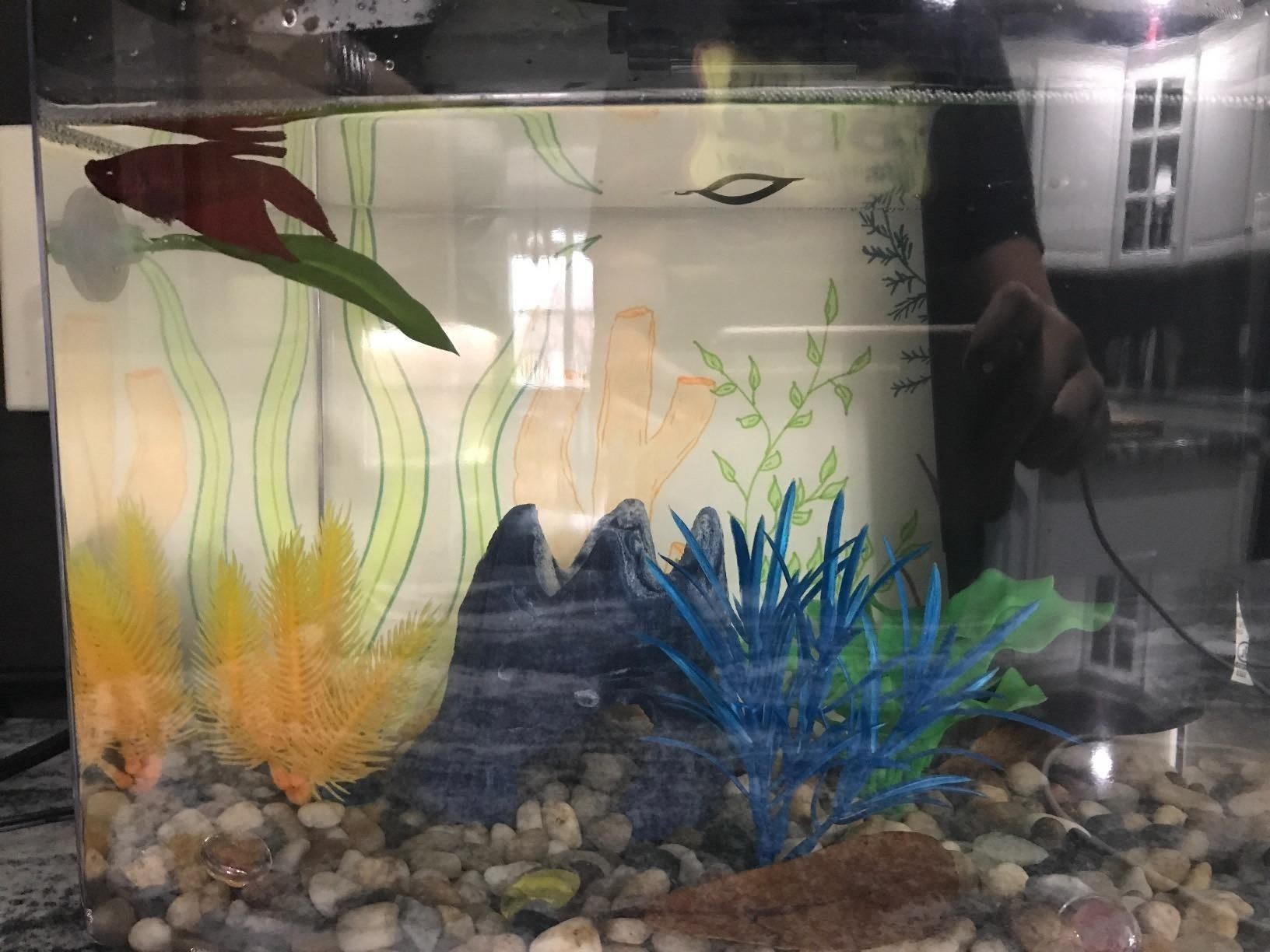 斗魚魚缸怎么布置最好:布置斗魚魚缸的方法 魚缸百科 第4張 斗魚魚缸怎么布置最好:布置斗魚魚缸的方法 斗魚魚缸怎么布置最好:布置斗魚魚缸的方法 魚缸百科 第4張