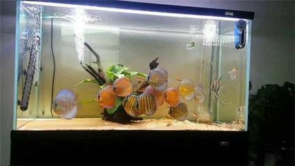 魚缸下水堵了不開怎么辦？：底濾魚缸下水堵了不開怎么辦？