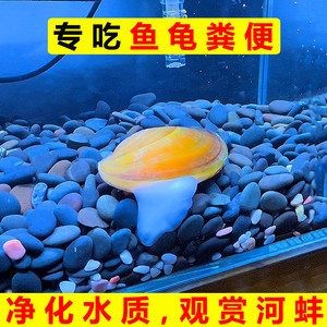 魚缸養(yǎng)護之河蚌：水草生態(tài)揭秘水草生態(tài)揭秘水草生態(tài)揭秘水草生態(tài)揭秘 魚缸養(yǎng)護之河蚌：水草生態(tài)揭秘水草生態(tài)揭秘水草生態(tài)揭秘水草生態(tài)揭秘 魚缸百科