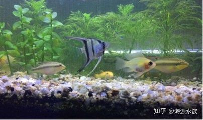 魚缸ph值高怎么辦：泰國斗魚調(diào)節(jié)魚缸ph值調(diào)節(jié)魚缸ph值的方法
