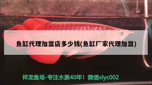 紅龍魚和虎魚打架怎么辦（紅龍和虎魚混養尺寸）