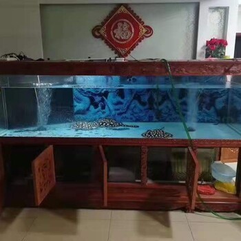 招財貓魚能和龍魚混養(招財魚跟龍魚混養)