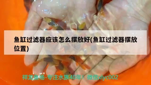 金錢水虎魚（金錢虎是什么） 金錢水虎魚（金錢虎是什么） 虎魚百科 第1張