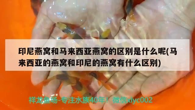 金錢水虎魚（金錢虎是什么） 金錢水虎魚（金錢虎是什么） 虎魚百科 第3張
