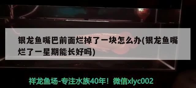 銀龍魚嘴巴前面爛掉了一塊怎么辦(銀龍魚嘴爛了一星期能長好嗎) 銀龍魚嘴巴前面爛掉了一塊怎么辦(銀龍魚嘴爛了一星期能長好嗎) 銀龍魚百科