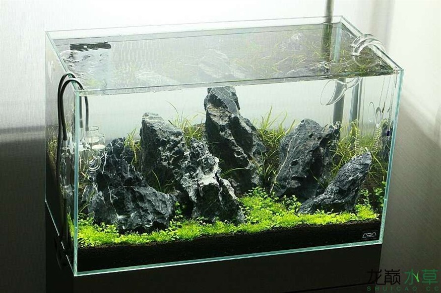淡水魚缸造景，適合哪些水草：淡水魚缸造景推薦的幾種水草