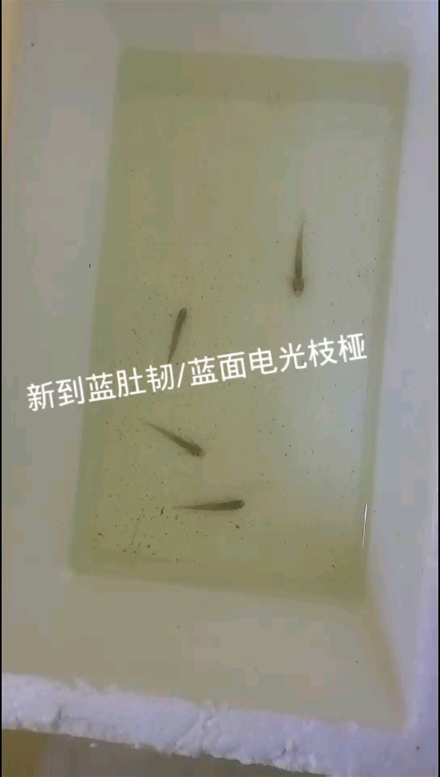 100元的枝椏韌蝦虎到貨啦