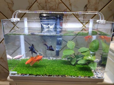 養銀龍魚缸需要配什么消毒（養銀龍魚缸需要配什么消毒液）