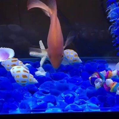 徹底清洗魚缸的小妙招視頻播放：如何徹底清洗魚缸？