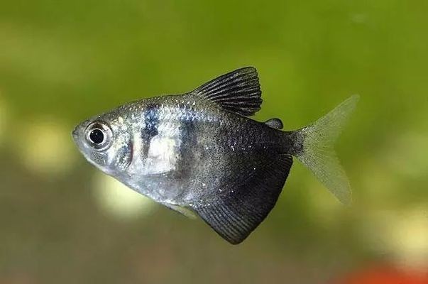湯原縣鶴立鎮迎臣水族花卉店（湯原縣鶴立鎮迎臣水族花卉店電話）