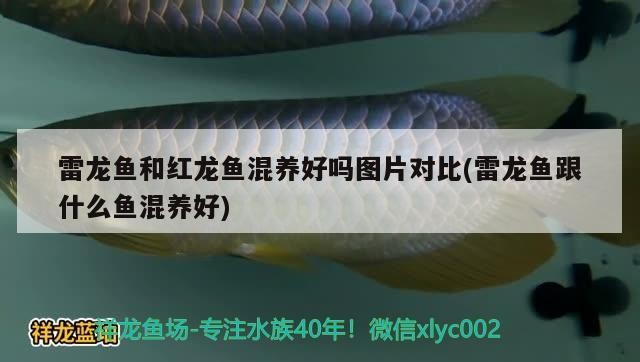 打架出40+虎魚