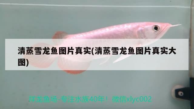 打架出40+虎魚
