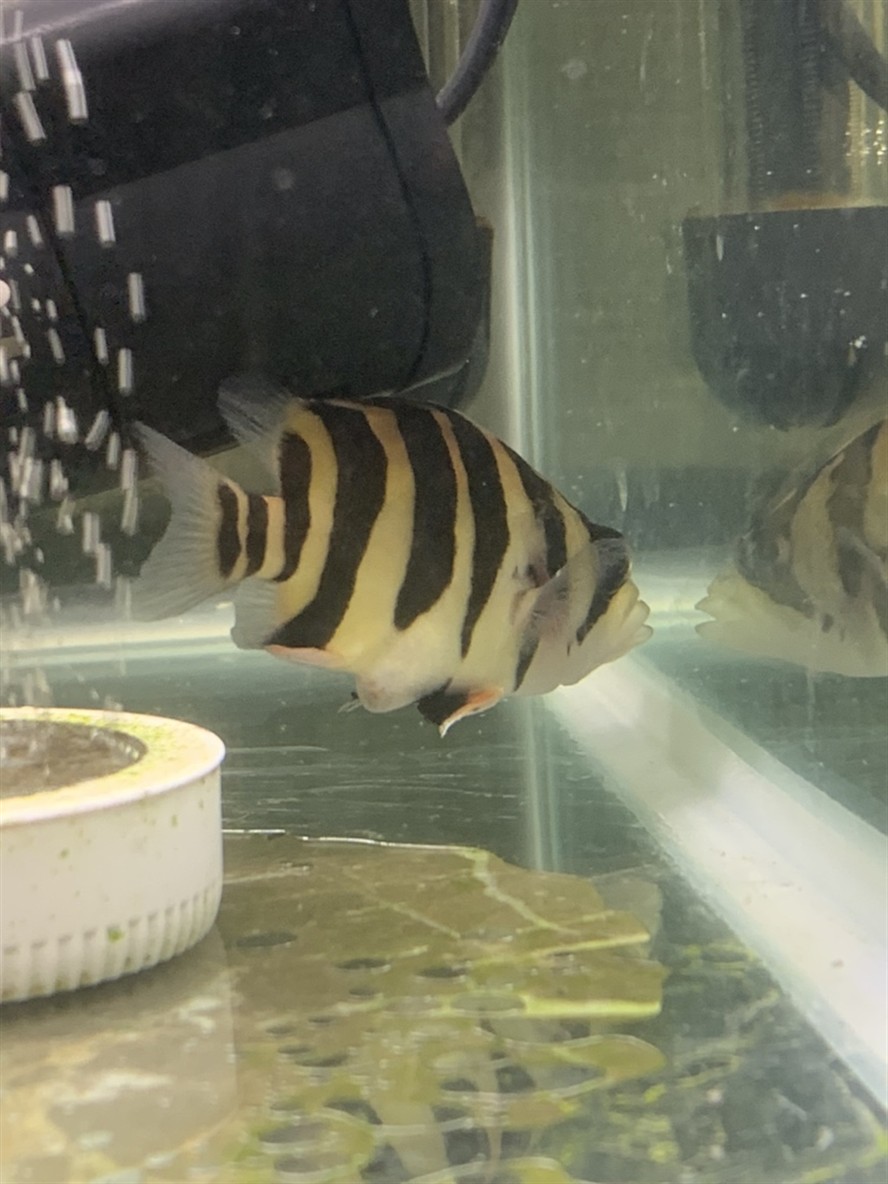 小虎魚肛門突出