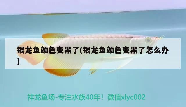 銀龍魚顏色變黑了(銀龍魚顏色變黑了怎么辦)