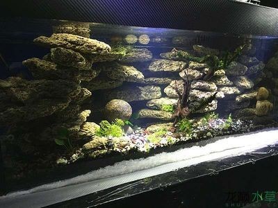 海邊撿的石頭可以放魚缸里的生活習性和水質要求和消毒：海邊撿的石頭可以放入魚缸里嗎？