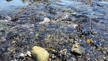 海邊撿的石頭可以放魚缸里的生活習性和水質要求和消毒：海邊撿的石頭可以放入魚缸里嗎？