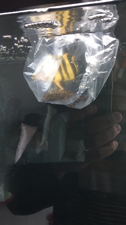 虎魚闖缸