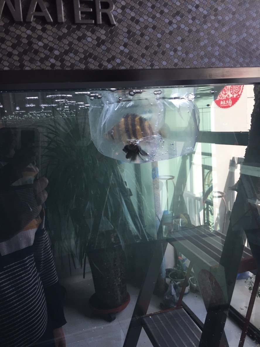 虎魚闖缸
