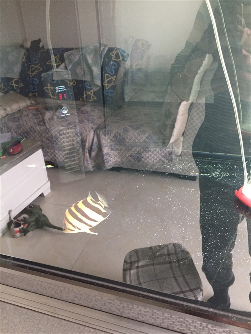 虎魚闖缸