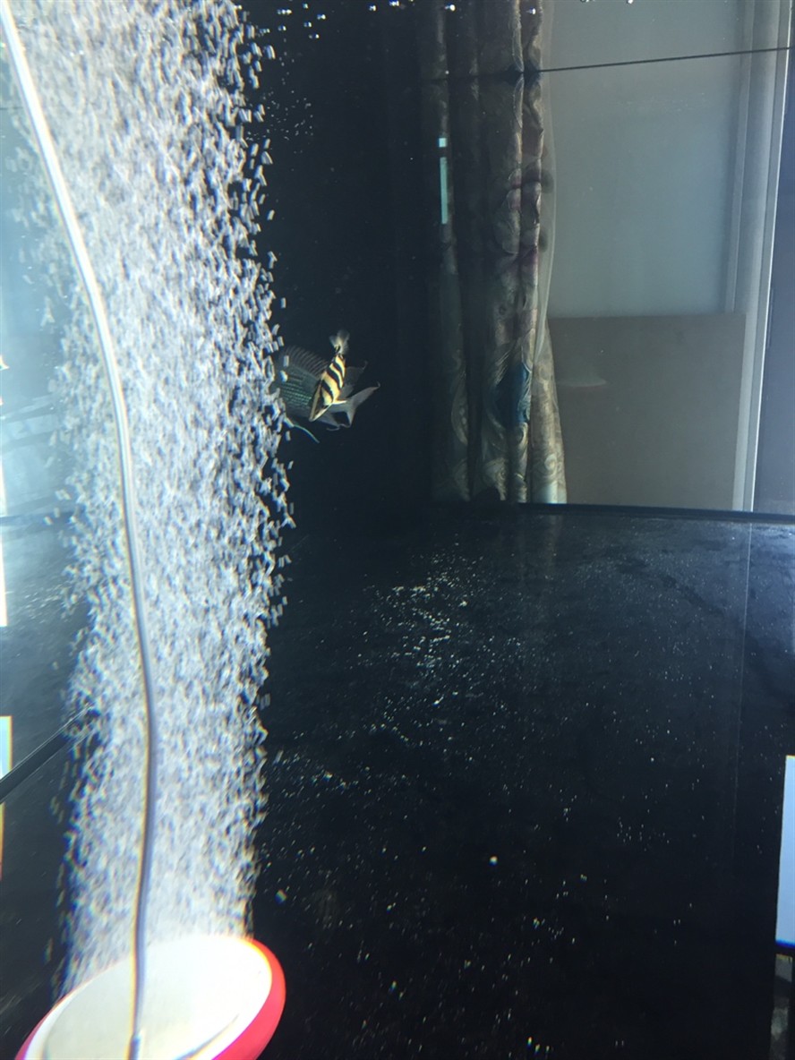 虎魚闖缸