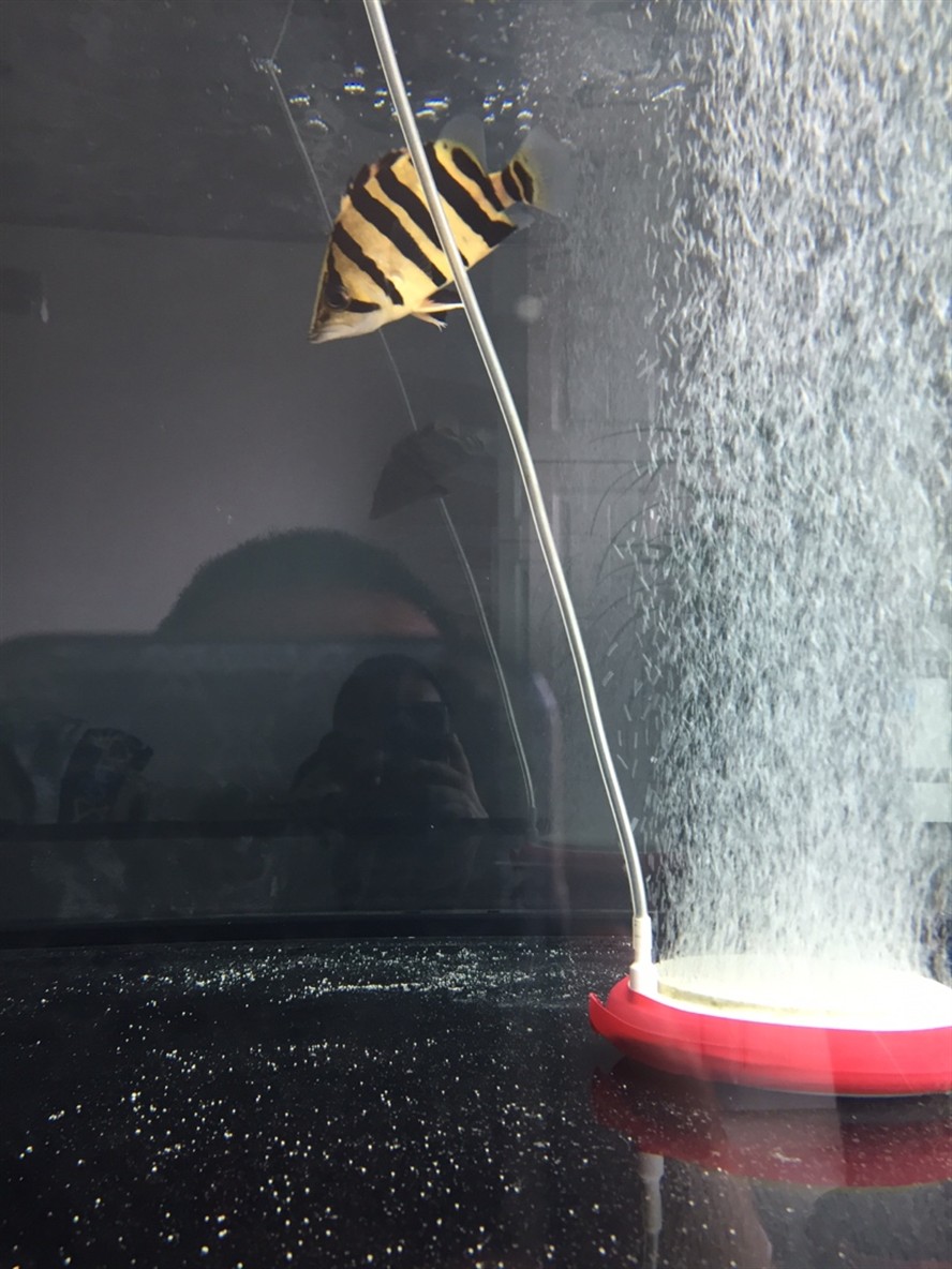 虎魚闖缸